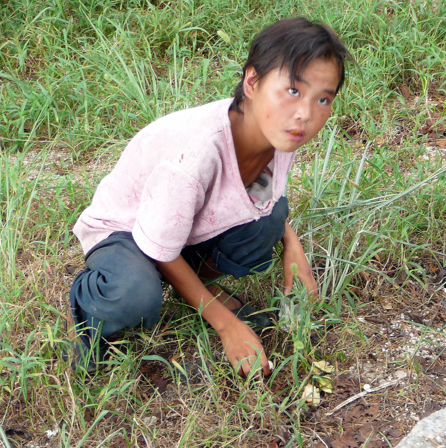 Frio extremo e falta de alimento afeta ainda mais a situação de cristãos perseguidos na Coreia do Norte. Na foto, menina colhe o que resta de gramíneas e raízes muitas vezes não comestíveis Crédito: Portas Abertas